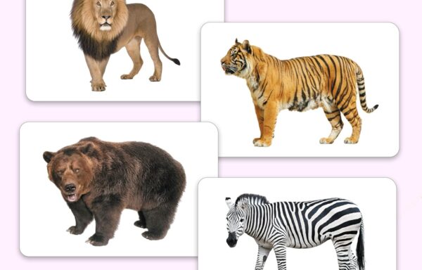 WILD ANIMALS FLASHCARDS B-0384