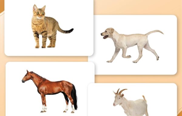 DOMESTIC ANIMALS FLASHCARDS B-0386