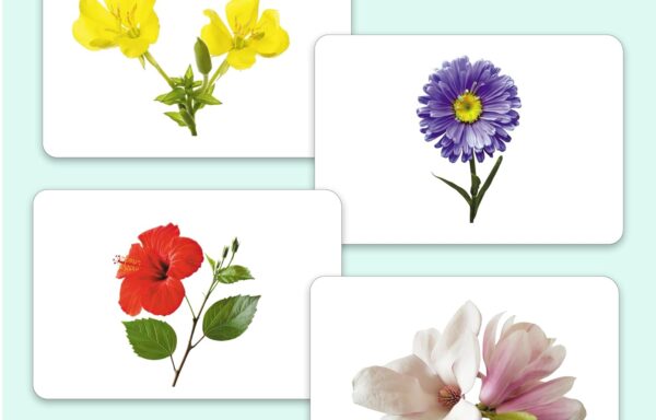 FLOWERS FLASHCARDS B-0393